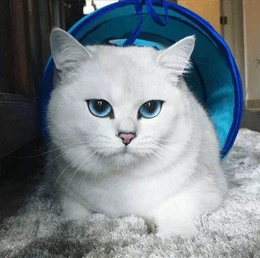 💙 Стикер «Co Cat» для Telegram