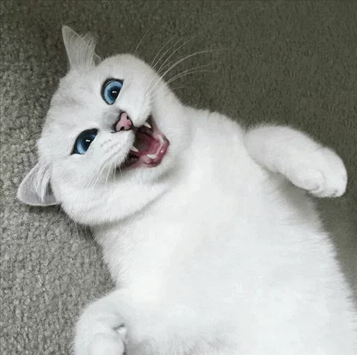 💙 Стикер «Co Cat» для Telegram