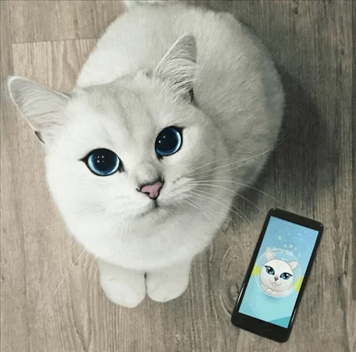 💙 Стикер «Co Cat» для Telegram