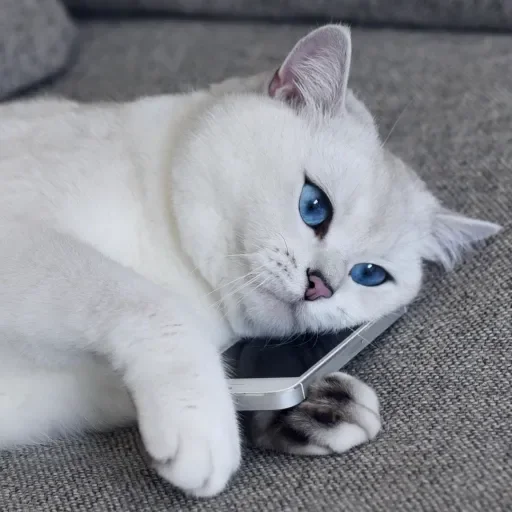 💙 Стикер «Co Cat» для Telegram