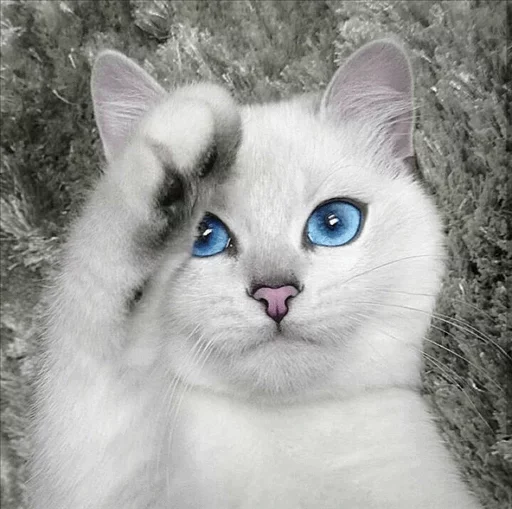 💙 Стикер «Co Cat» для Telegram