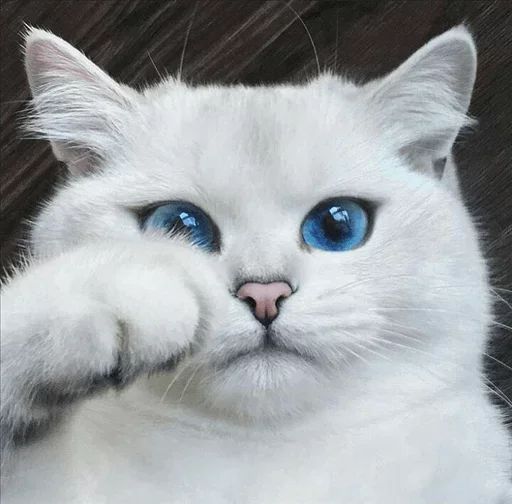 Стикерпак Co Cat для Telegram
