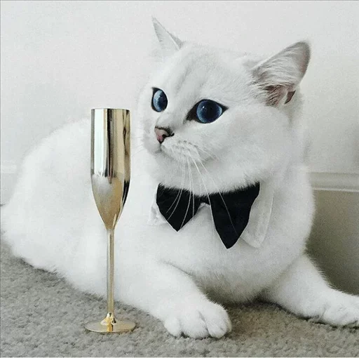 💙 Стикер «Co Cat» для Telegram