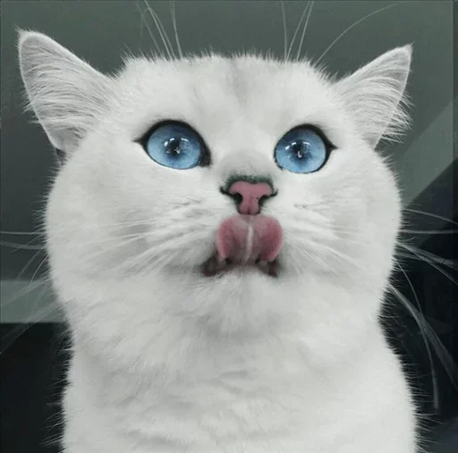 💙 Стикер «Co Cat» для Telegram