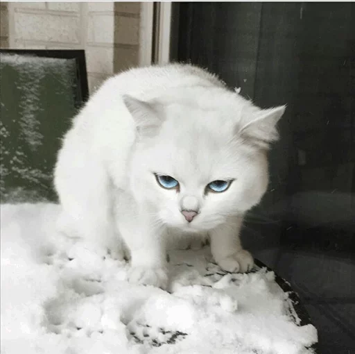 💙 Стикер «Co Cat» для Telegram