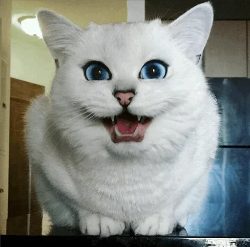 💙 Стикер «Co Cat» для Telegram