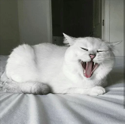 💙 Стикер «Co Cat» для Telegram
