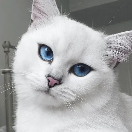 💙 Стикер «Co Cat» для Telegram