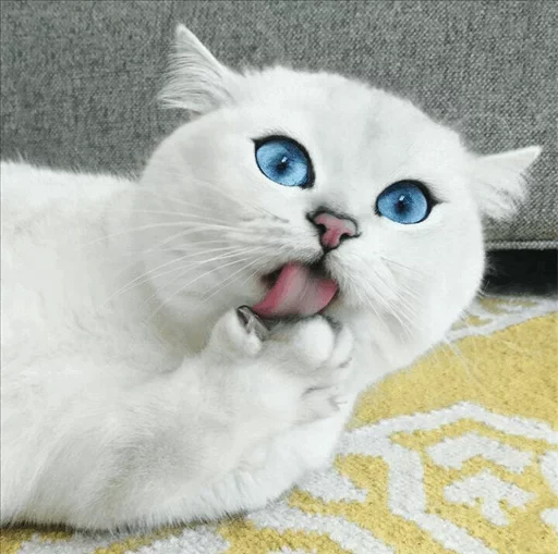 💙 Стикер «Co Cat» для Telegram