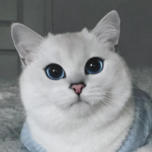 💙 Стикер «Co Cat» для Telegram