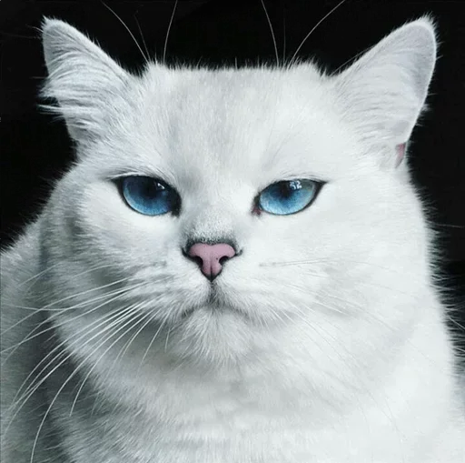 💙 Стикер «Co Cat» для Telegram