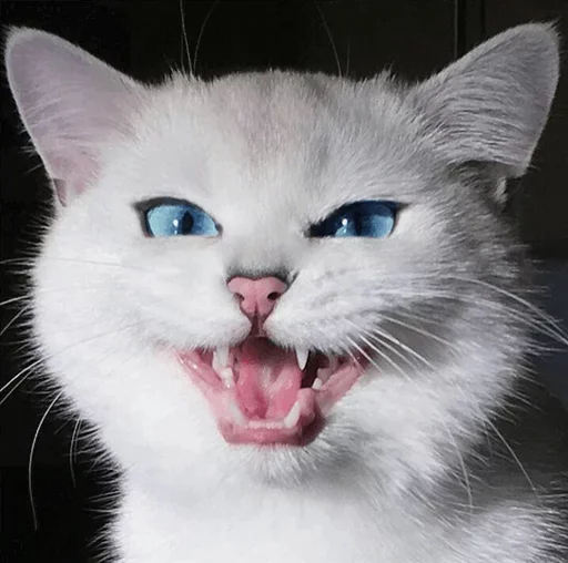 💙 Стикер «Co Cat» для Telegram