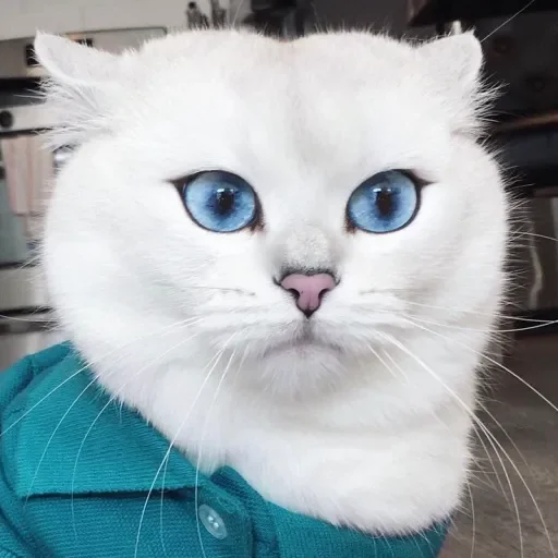 💙 Стикер «Co Cat» для Telegram