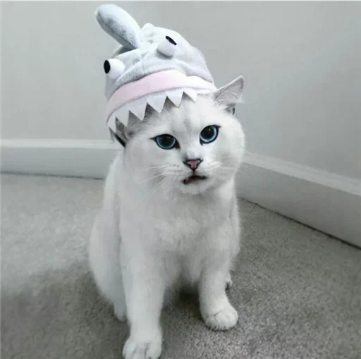 💙 Стикер «Co Cat» для Telegram