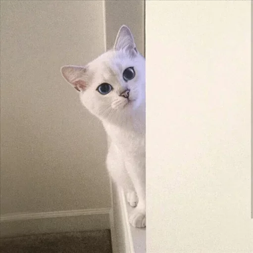 💙 Стикер «Co Cat» для Telegram