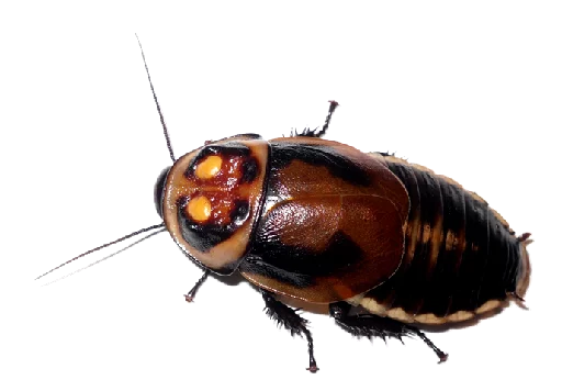 😣 Стикер «Cockroach» для Telegram