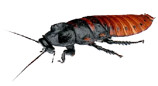 😣 Стикер «Cockroach» для Telegram