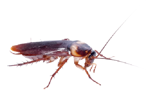 😣 Стикер «Cockroach» для Telegram