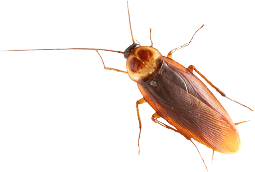 😣 Стикер «Cockroach» для Telegram