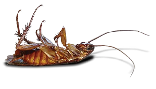 😣 Стикер «Cockroach» для Telegram