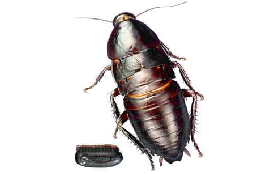 😣 Стикер «Cockroach» для Telegram