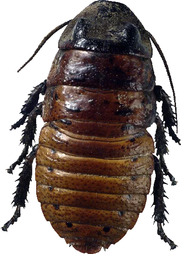 😣 Стикер «Cockroach» для Telegram