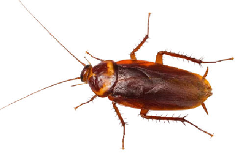 😣 Стикер «Cockroach» для Telegram