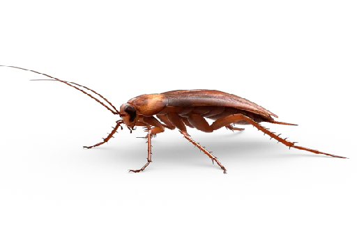 😣 Стикер «Cockroach» для Telegram