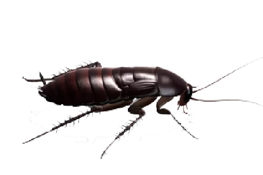 😣 Стикер «Cockroach» для Telegram