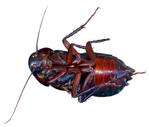 😣 Стикер «Cockroach» для Telegram