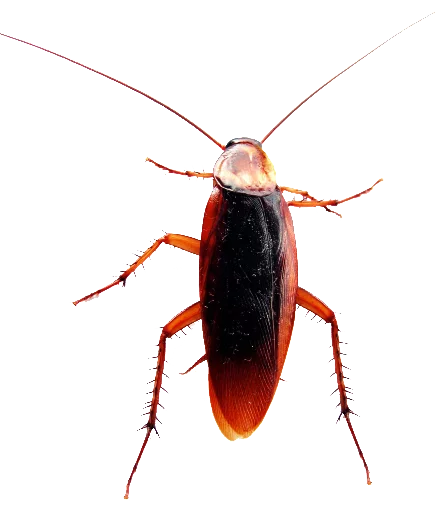 😣 Стикер «Cockroach» для Telegram