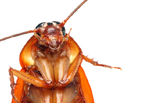 😣 Стикер «Cockroach» для Telegram