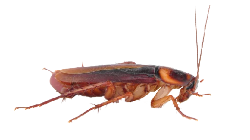 😣 Стикер «Cockroach» для Telegram