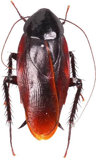 😣 Стикер «Cockroach» для Telegram