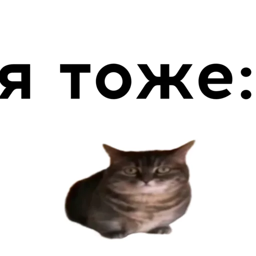 😺 Стикер «кокоа» для Telegram