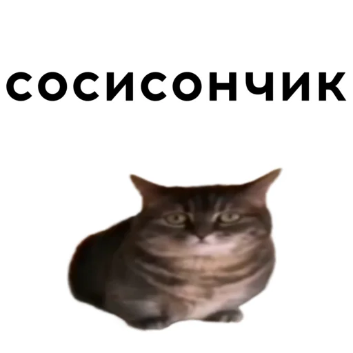 🥓 Стикер «кокоа» для Telegram