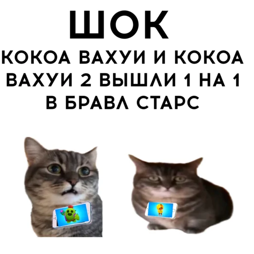 😎 Стикер «кокоа» для Telegram