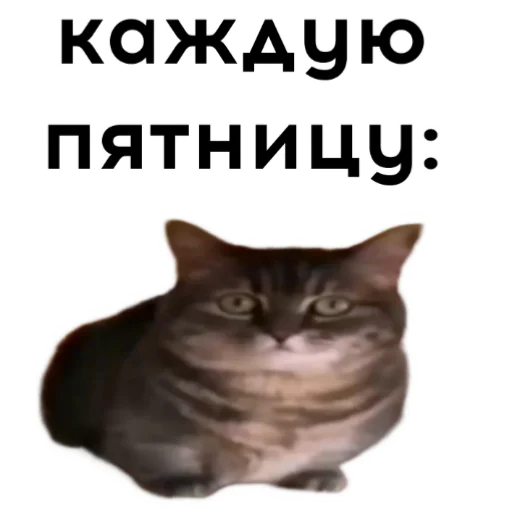 🐱 Стикер «кокоа» для Telegram