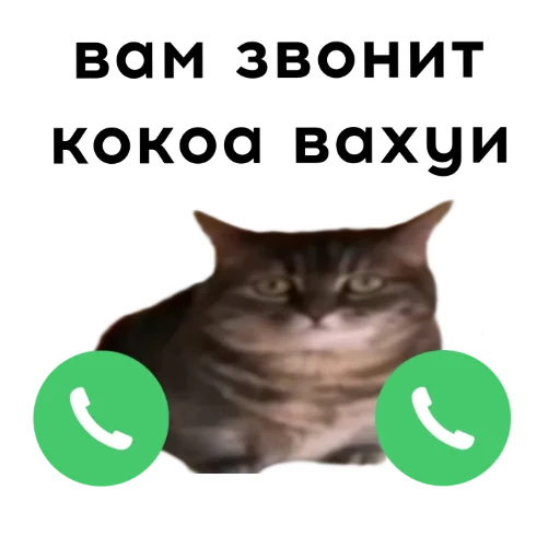 📞 Стикер «кокоа» для Telegram