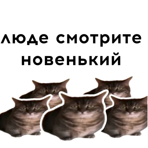 😳 Стикер «кокоа» для Telegram