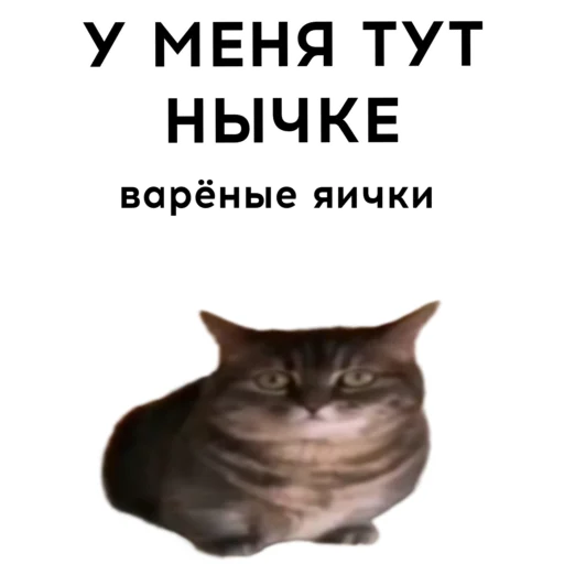 🥚 Стикер «кокоа» для Telegram