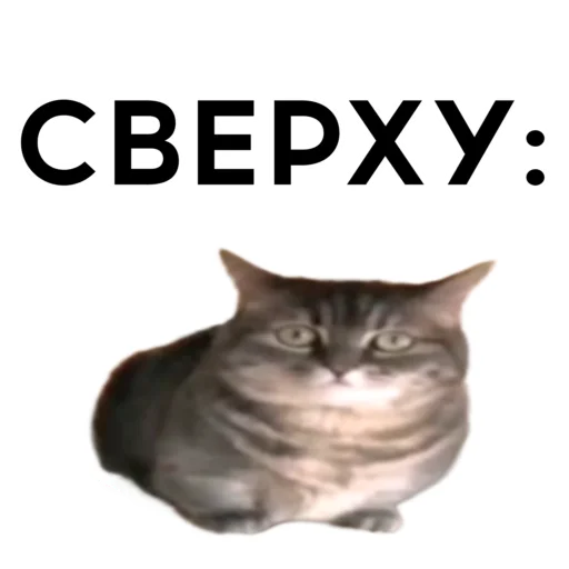 Стикерпак кокоа для Telegram