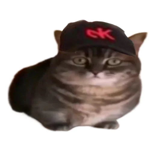 🧢 Стикер «кокоа» для Telegram