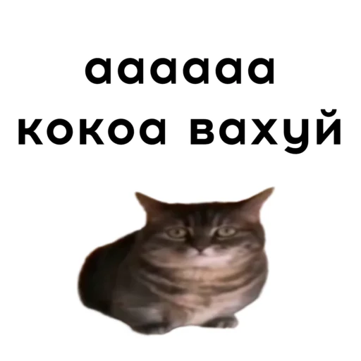 😨 Стикер «кокоа» для Telegram