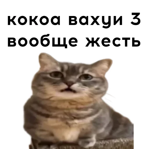 🤯 Стикер «кокоа» для Telegram