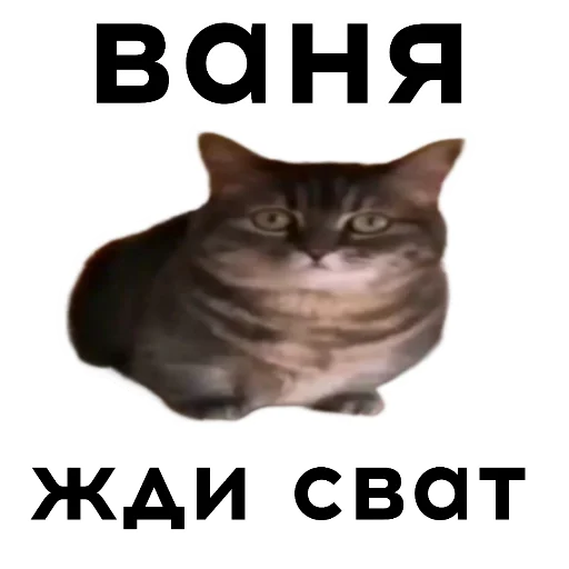 🐱 Стикер «кокоа» для Telegram