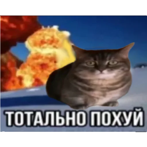 🚽 Стикер «кокоа» для Telegram