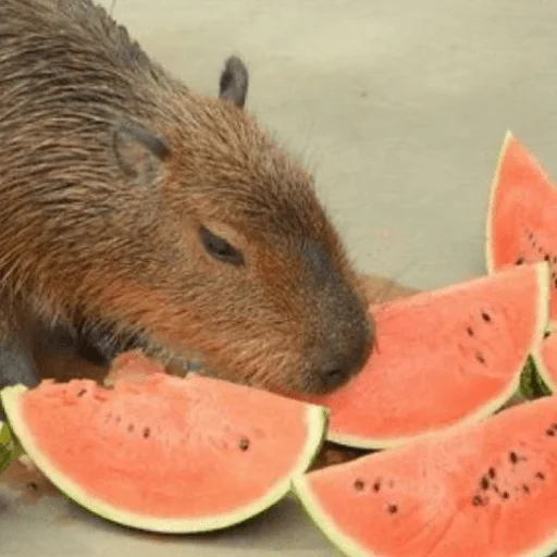 🍉 Стикер «Capybara?» для Telegram