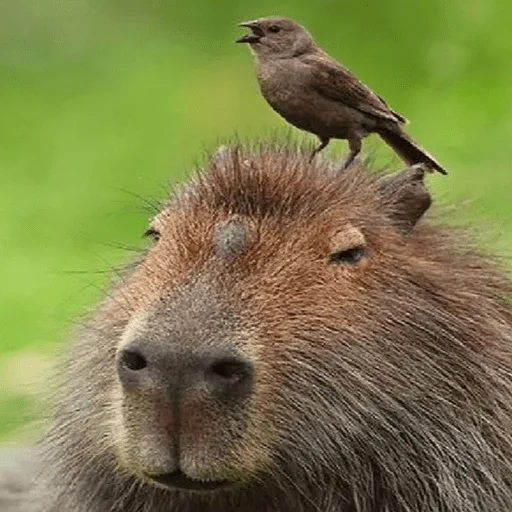 😑 Стикер «Capybara?» для Telegram