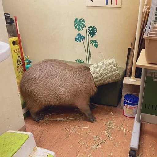 📦 Стикер «Capybara?» для Telegram
